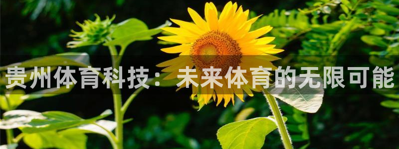 贵州体育科技：未来体育的无限可能